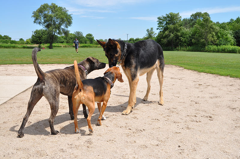 Dogs at a dog park