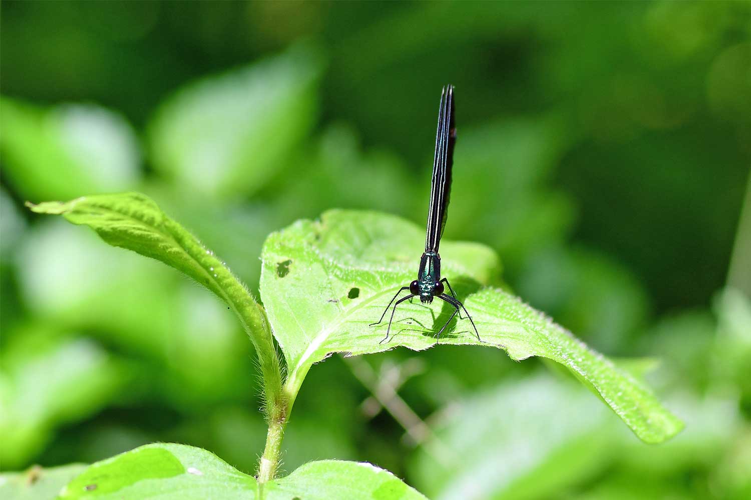 Ebony jewelwing damselfly standing on vegetation.