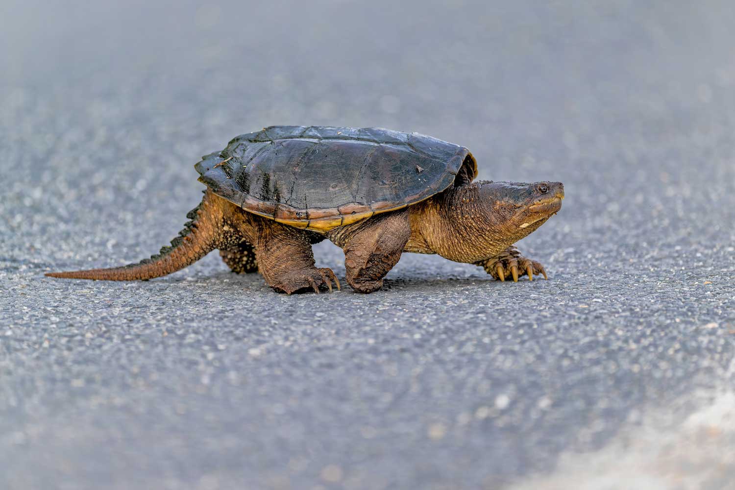 A snapping turtle on a trail.