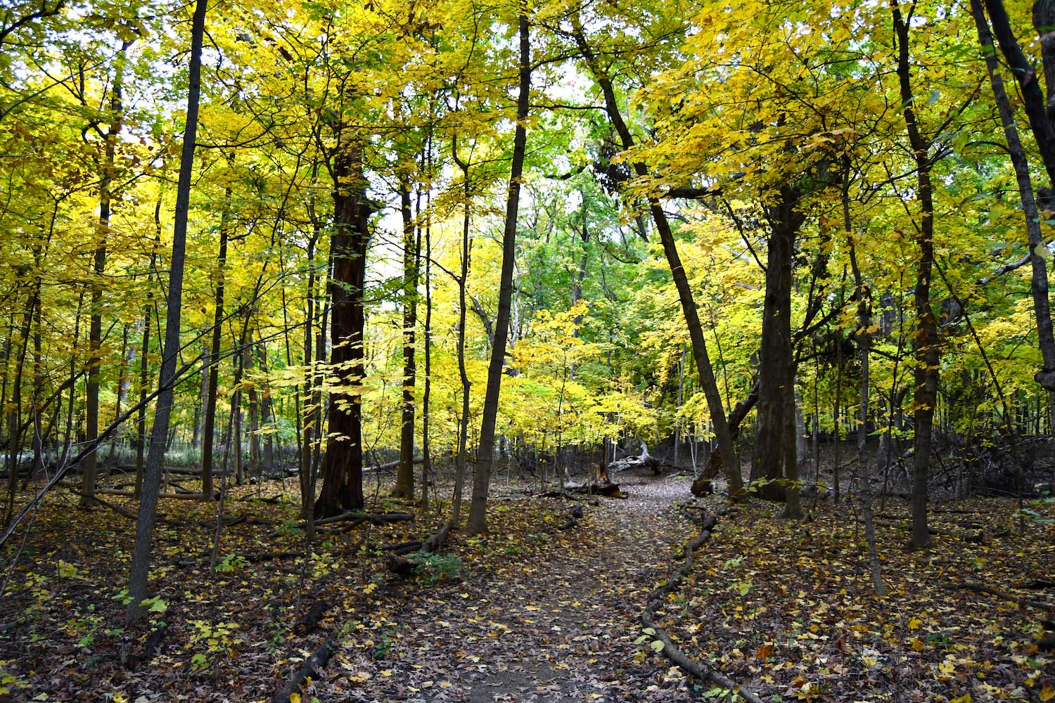 A dirt trail in a forest surrounded by trees with their leaves changing color for fall.