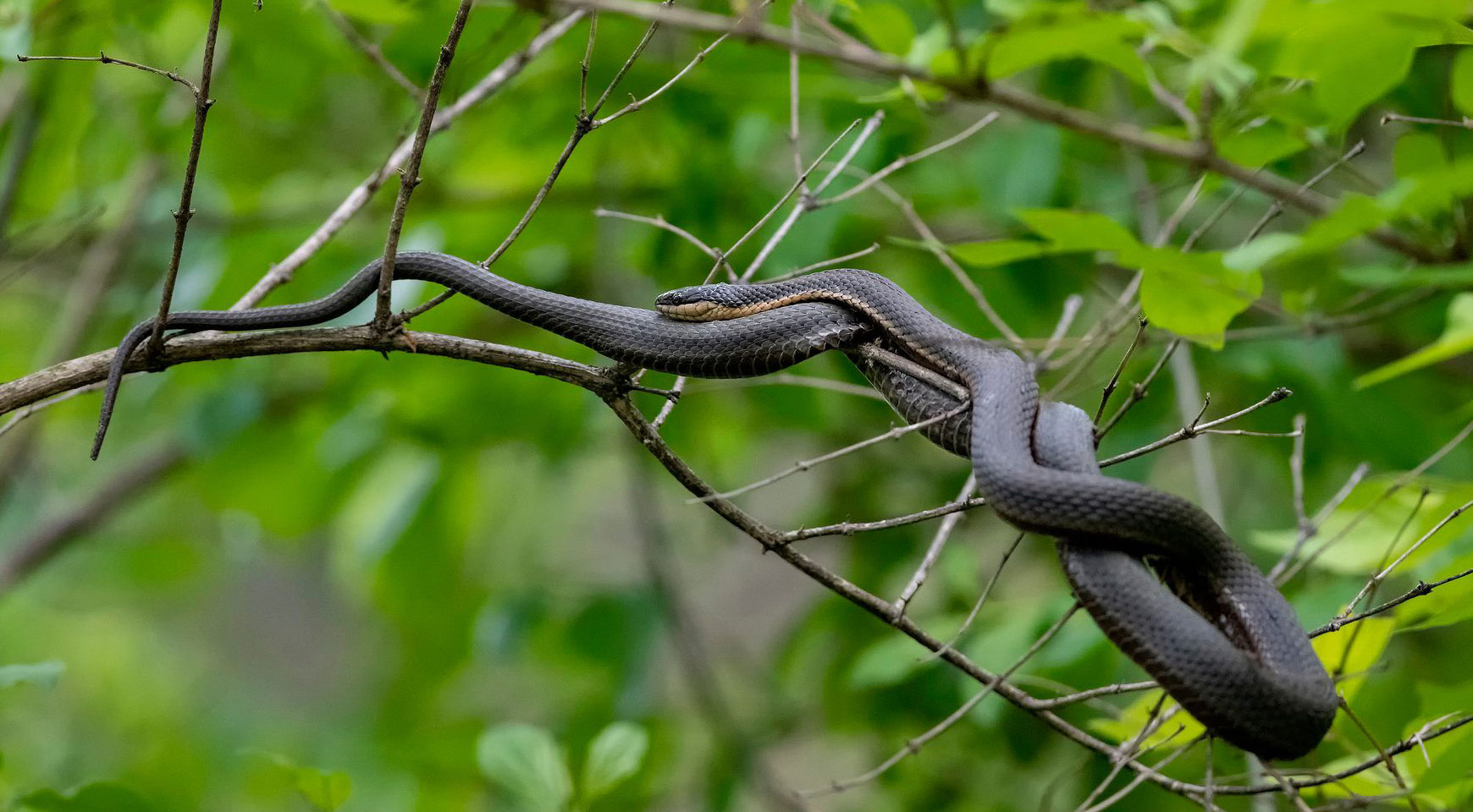 A queen snake slithering on a leafy branch