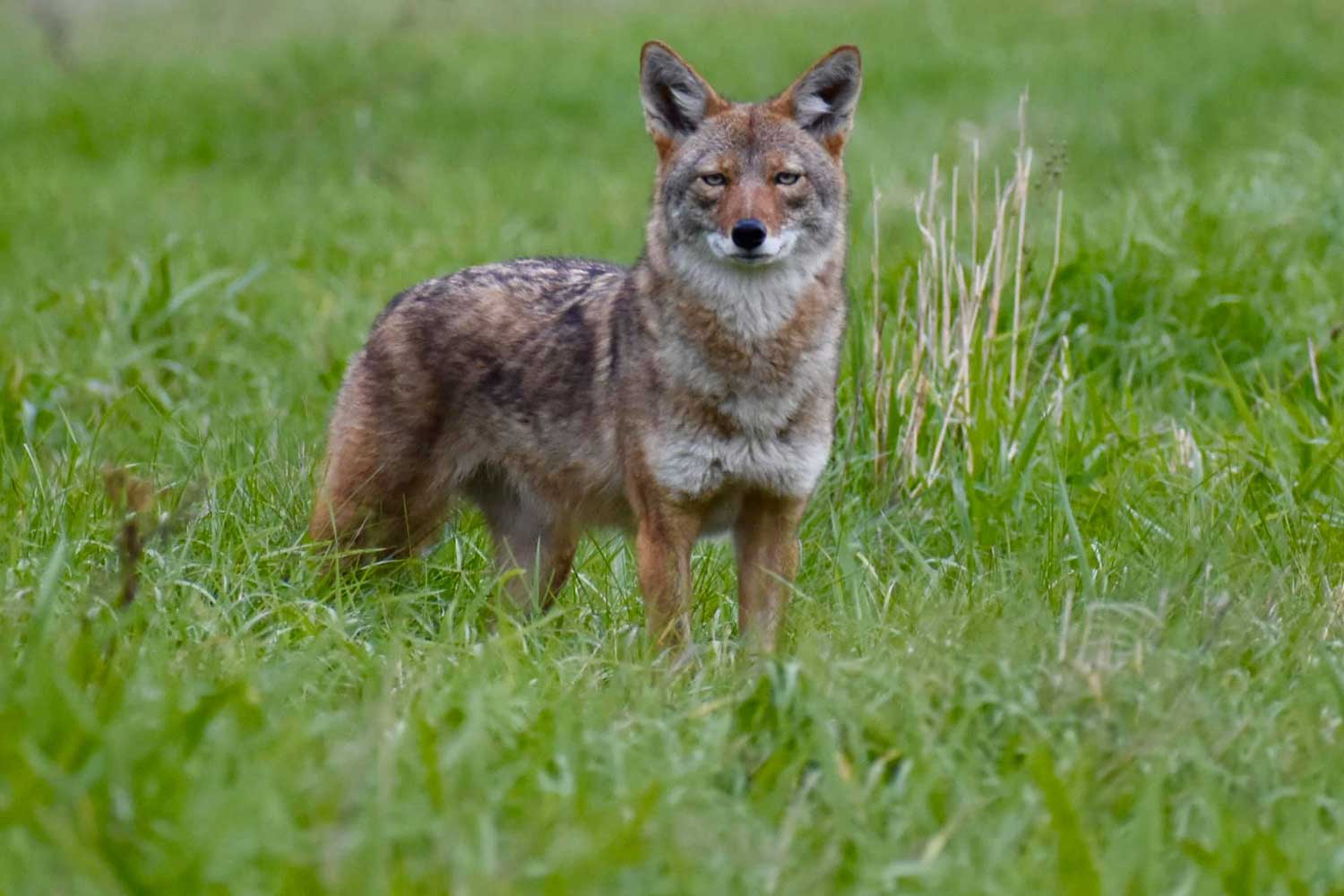 A coyote standing in long grass.