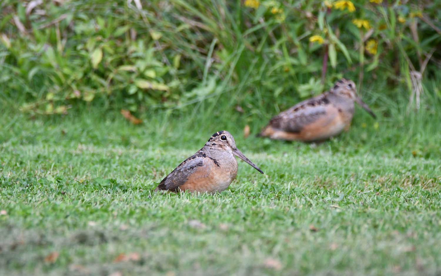 Two American woodcocks in the grass.