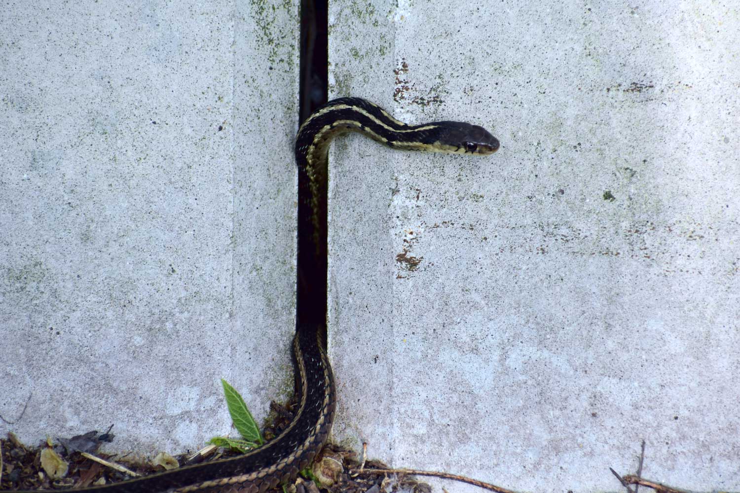 A garter snake coming out of the crack between sidewalk squares.