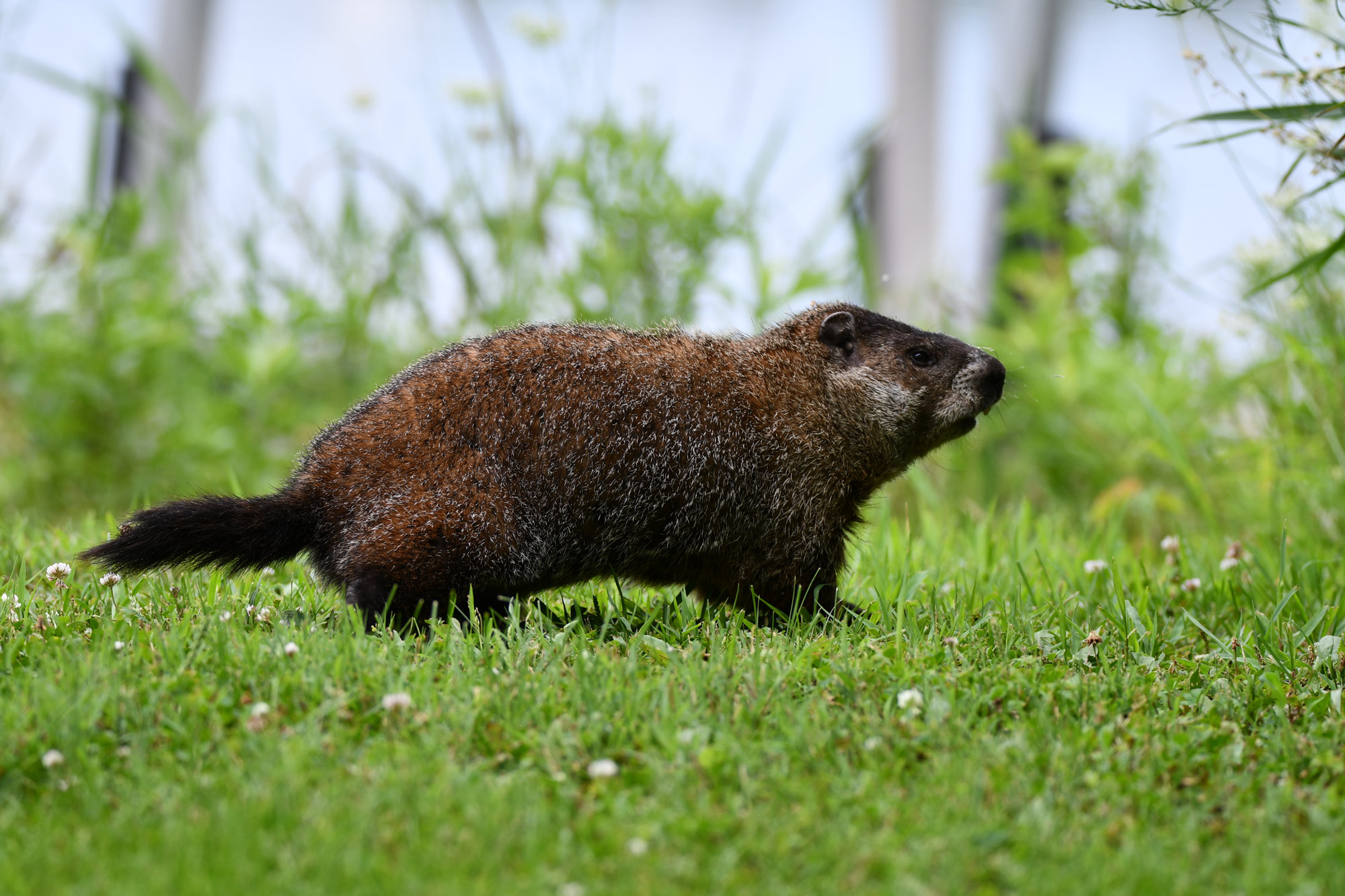 Woodchuck walking across grass