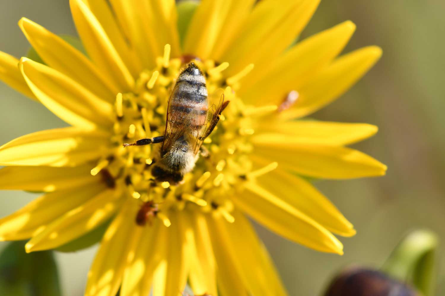A bee on a yellow flower bloom.