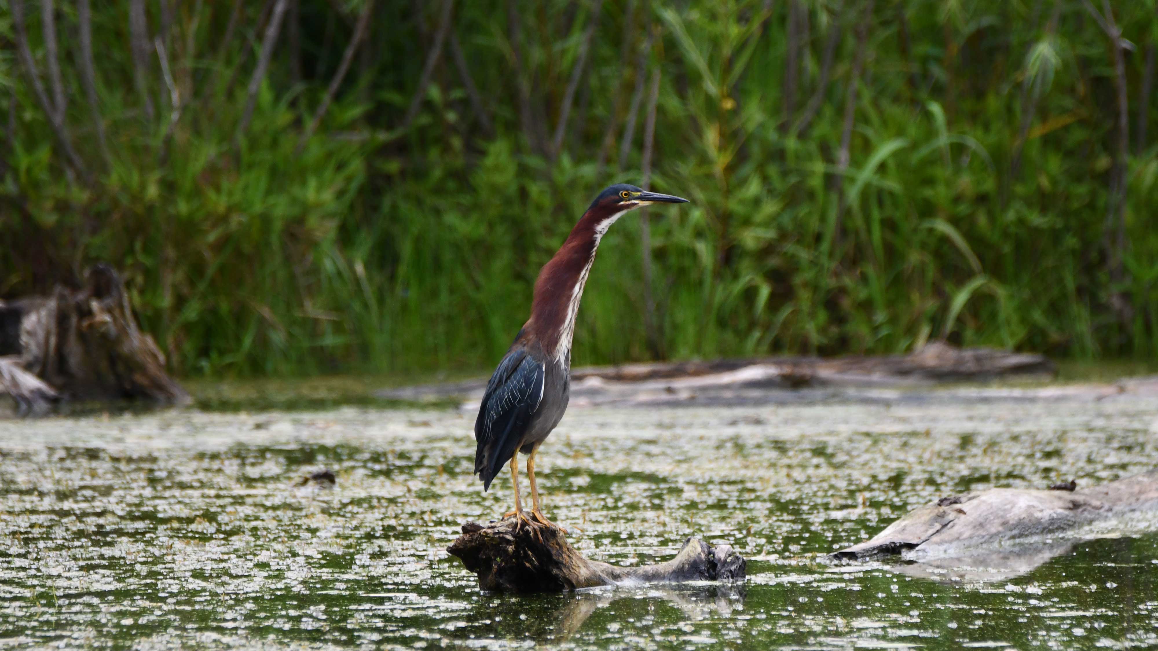 A green heron on a log.