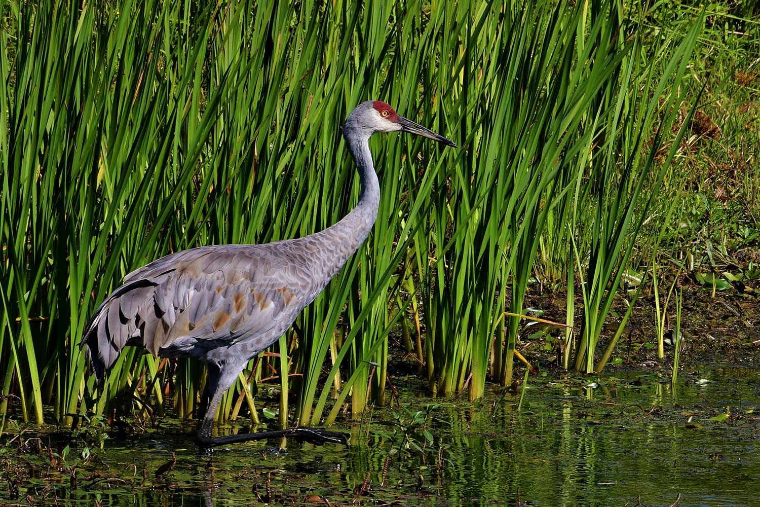 A sandhill crane in shallow water with tall grasses in the background.