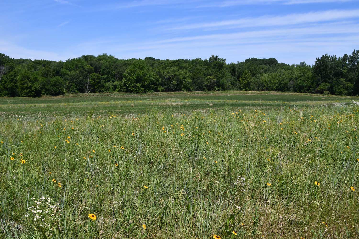 A prairie filled with grasses and dotted with wildflowers and trees in the background.