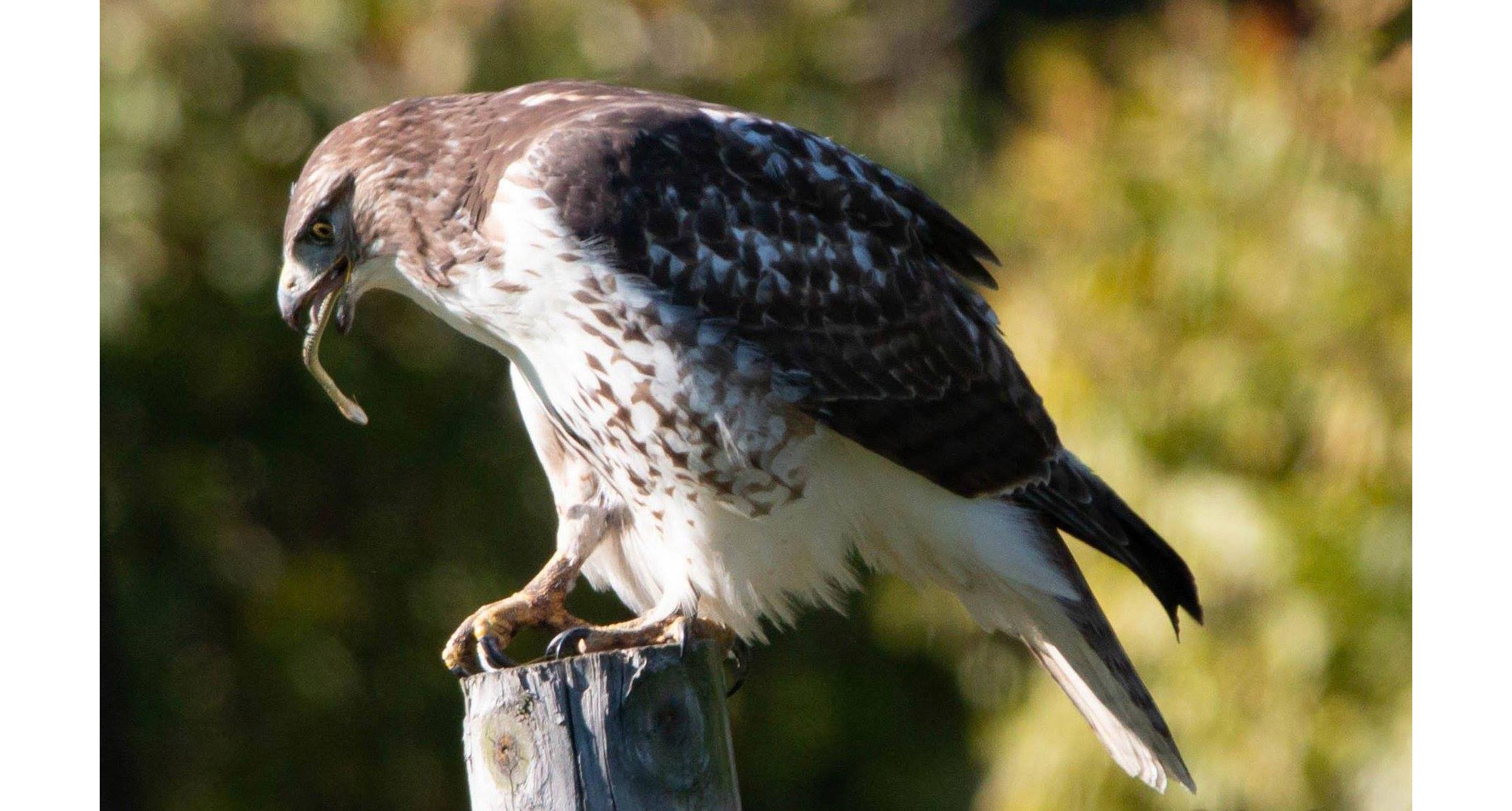A red-tailed hawk with a snake in its mouth.
