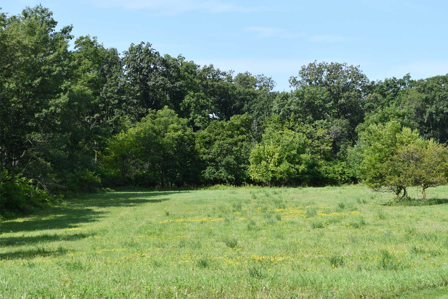 Field with trees in the background.