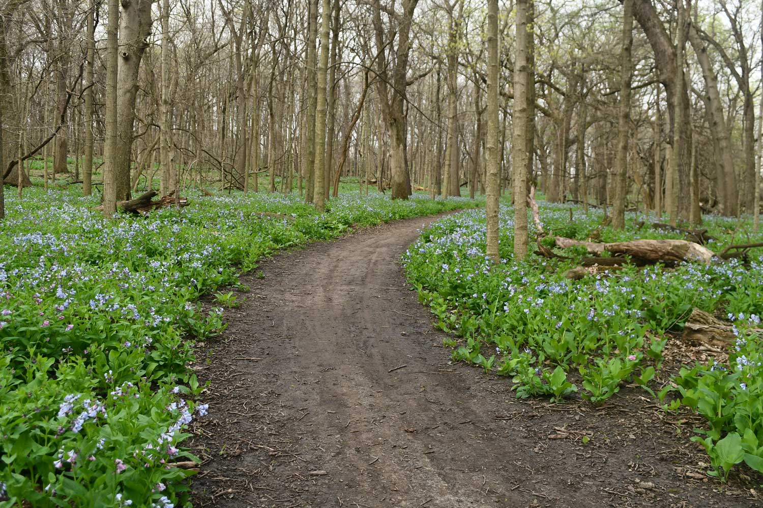 Dirt trail lined with Virginia bluebells and trees in the background.