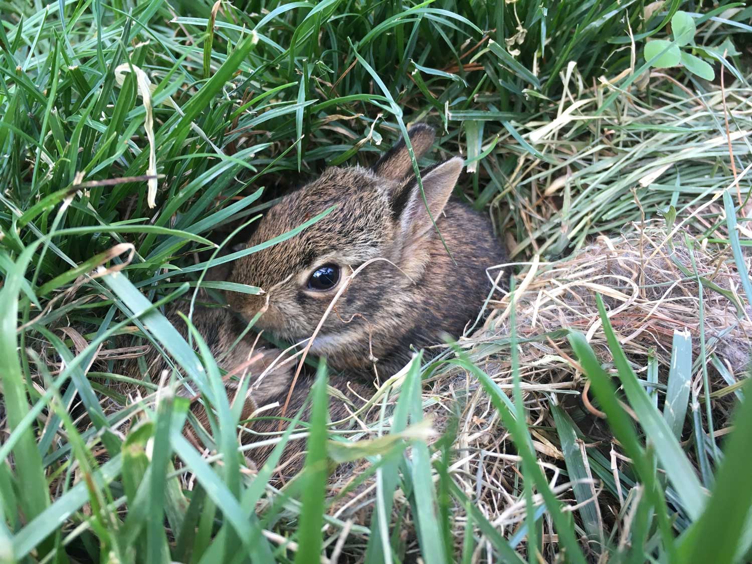 A young cottontail rabbit visible in its nest in the grass.