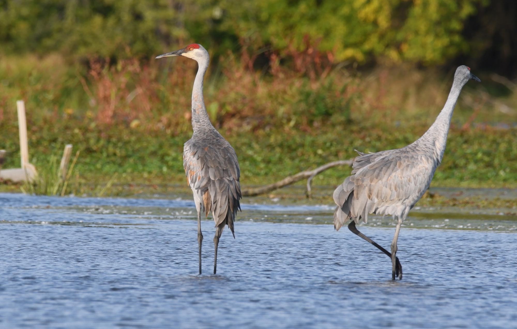 While common, sandhill cranes are nothing short of extraordinary - Forever  Our Rivers