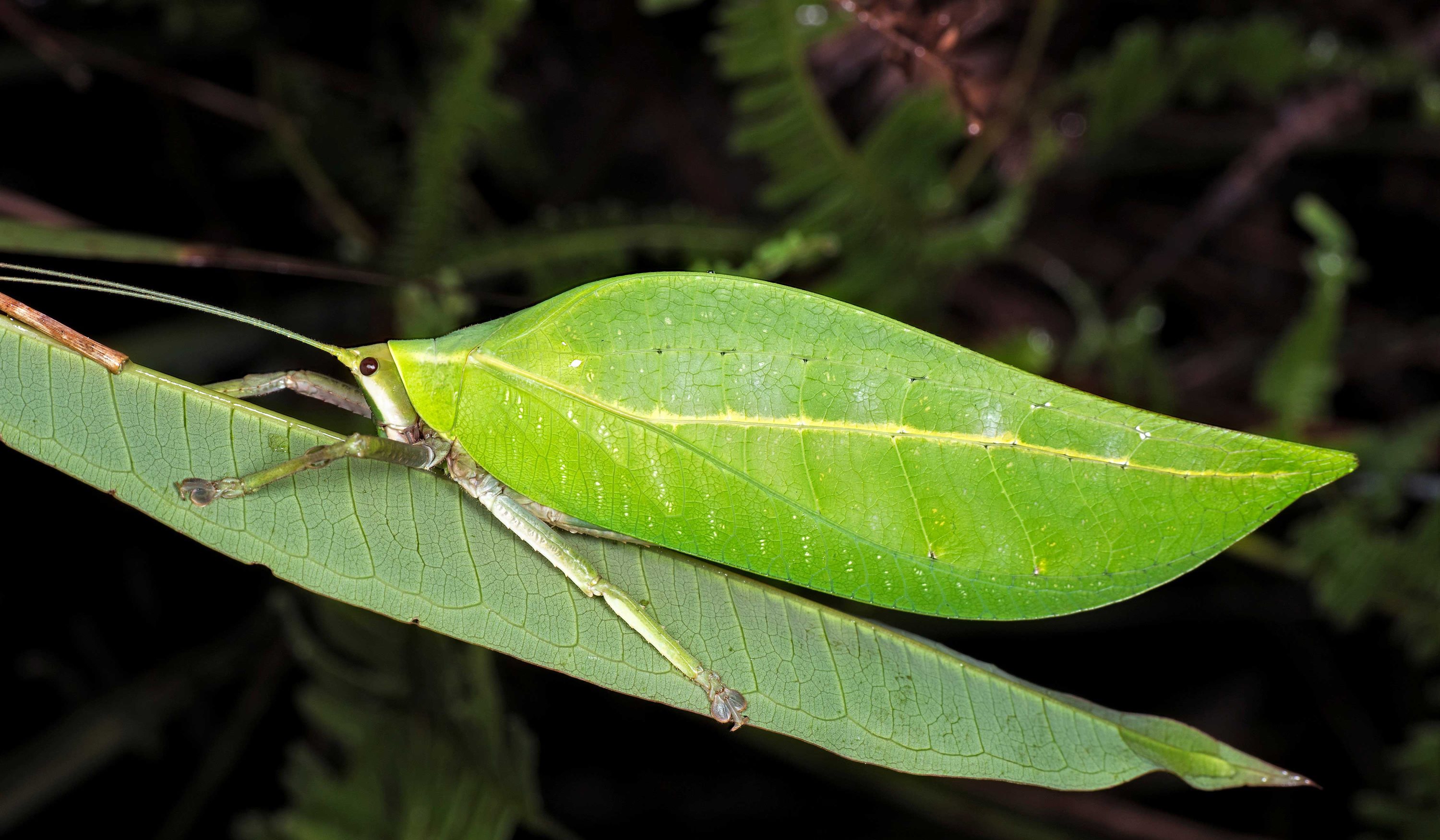 A katydid blending in with a leaf.
