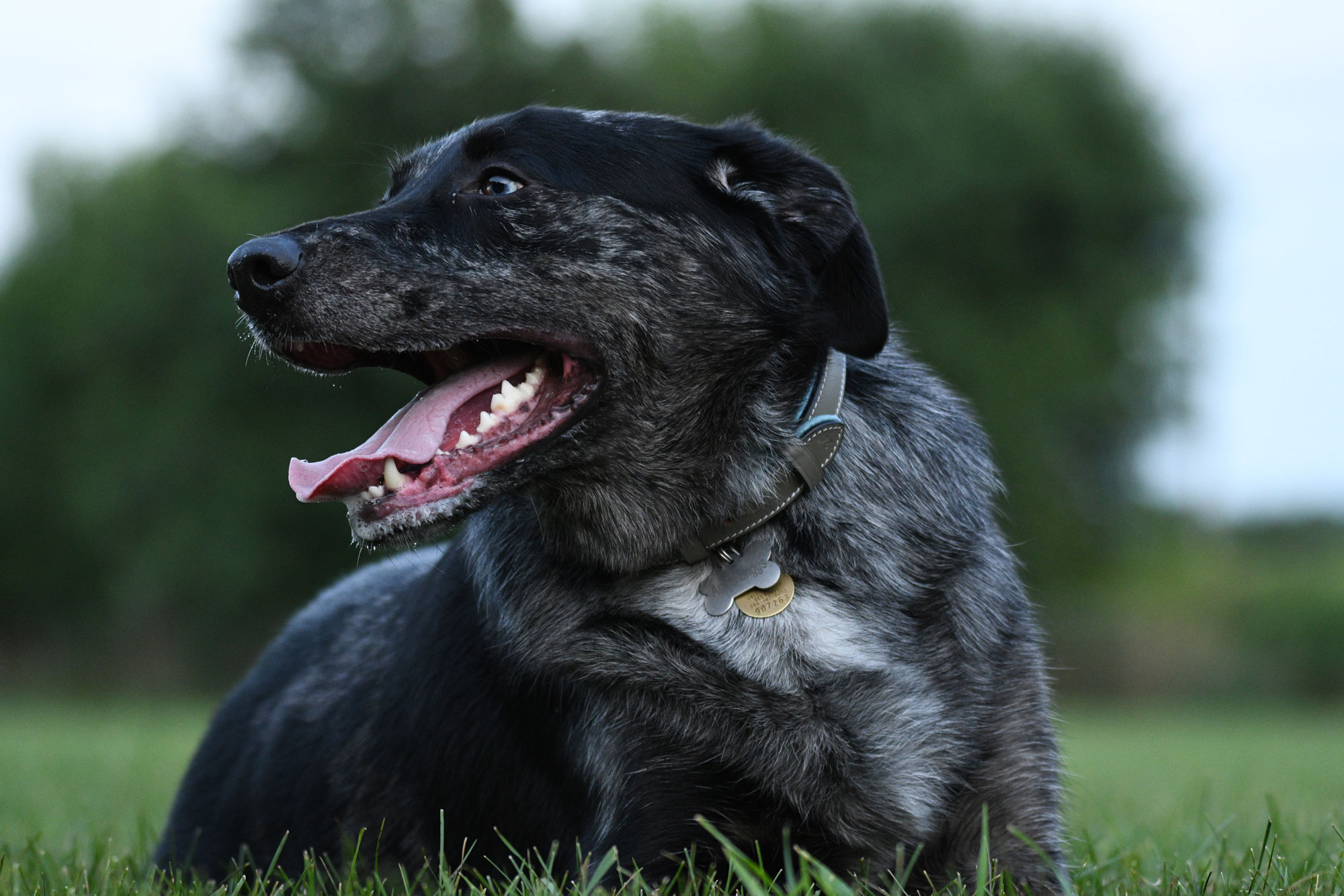 Black dog at dog park