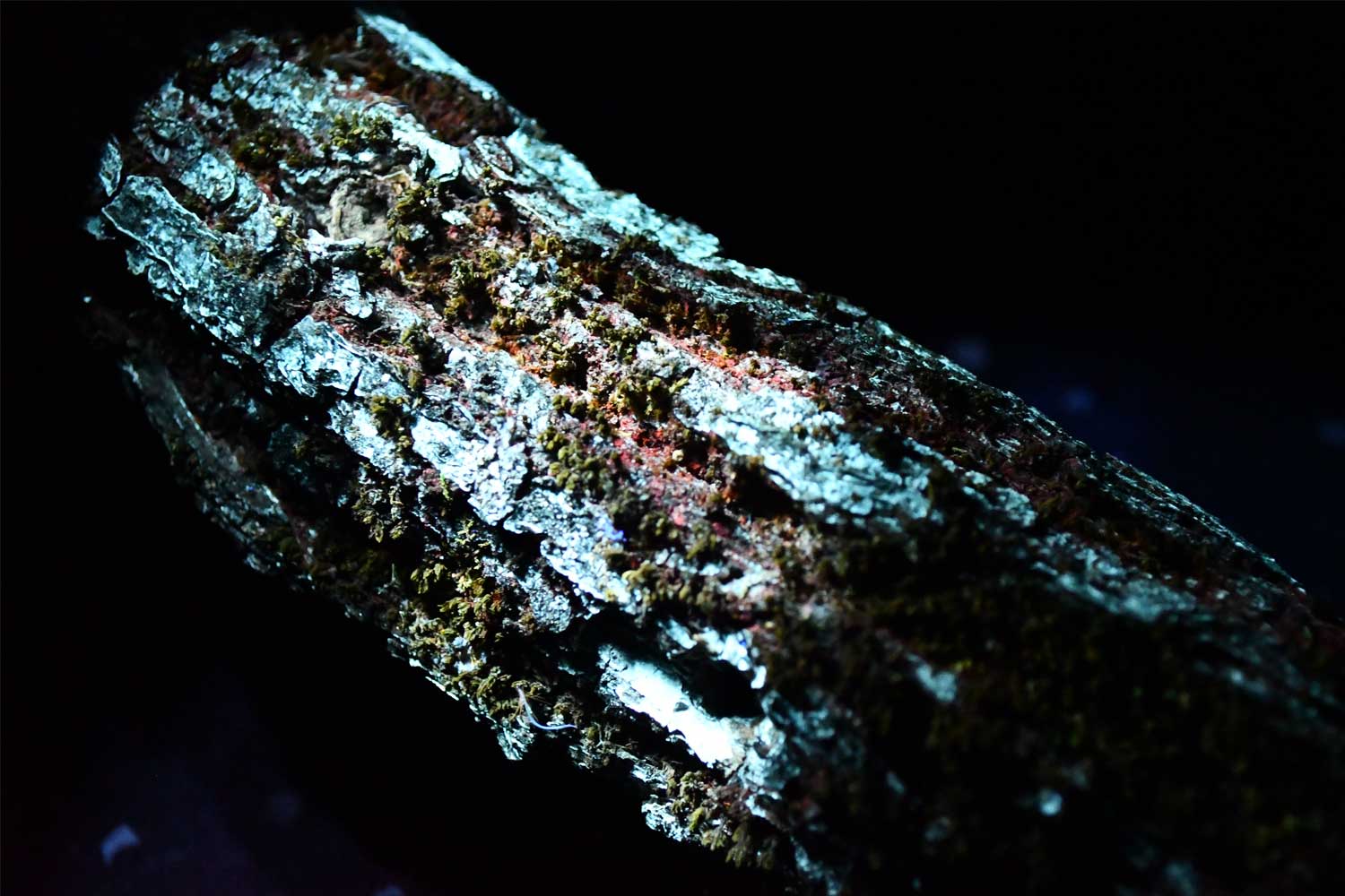 Log on display with moss in UV light.