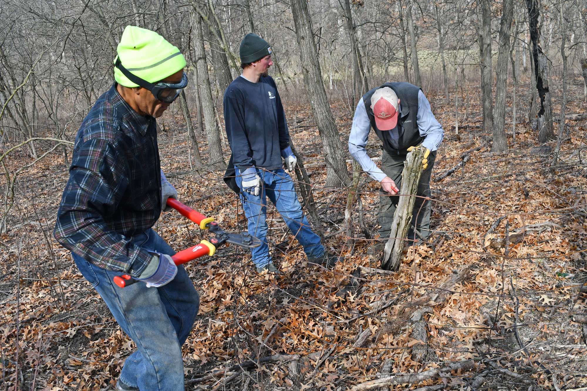 Three volunteers clean up brush in a forest.