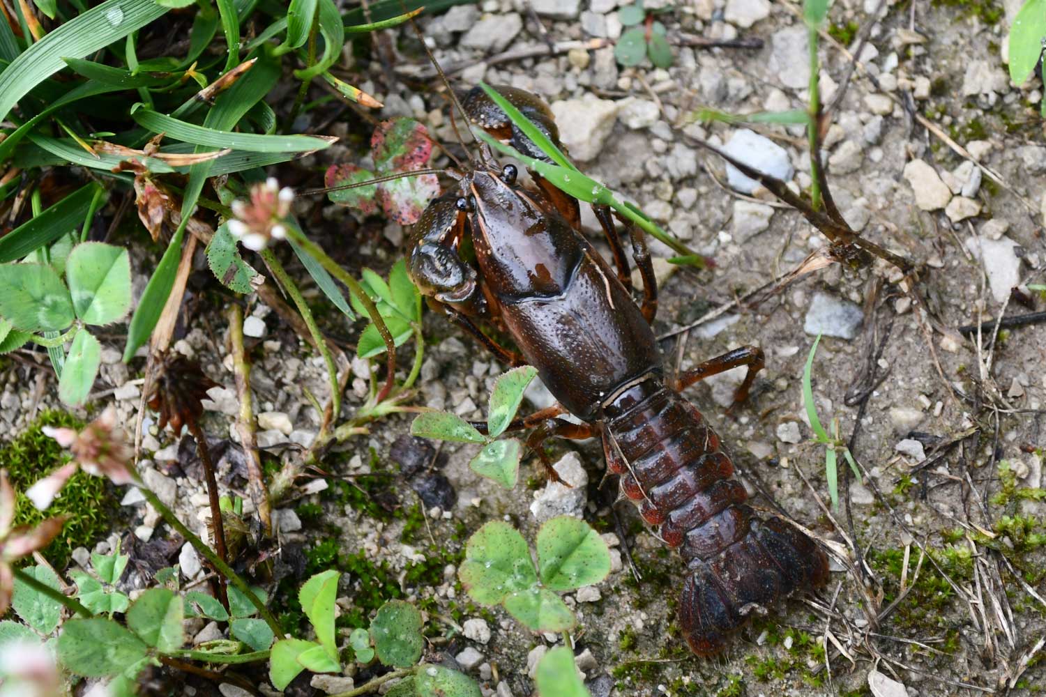 Crayfish on a limestone trail near grass.