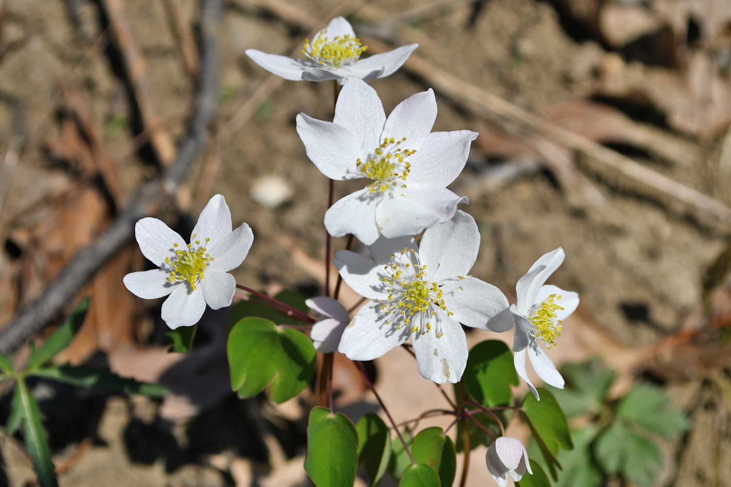 Rue anemone with white petals and fallen leaves and sticks in the background.