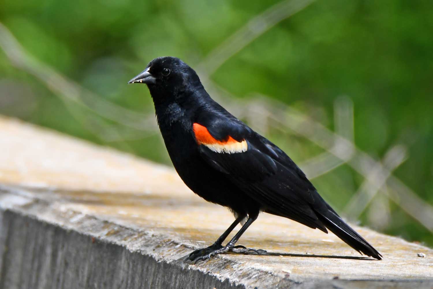 Male red-winged blackbird standing on a stone barrier.
