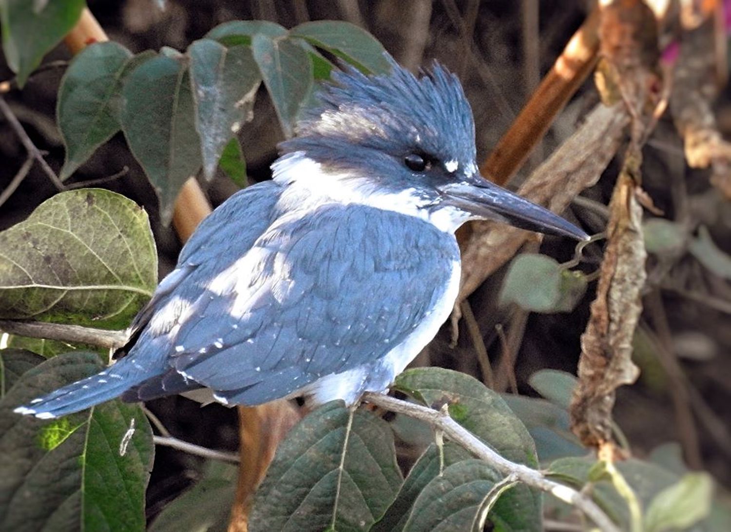 Creature feature: The eye-catching belted kingfisher