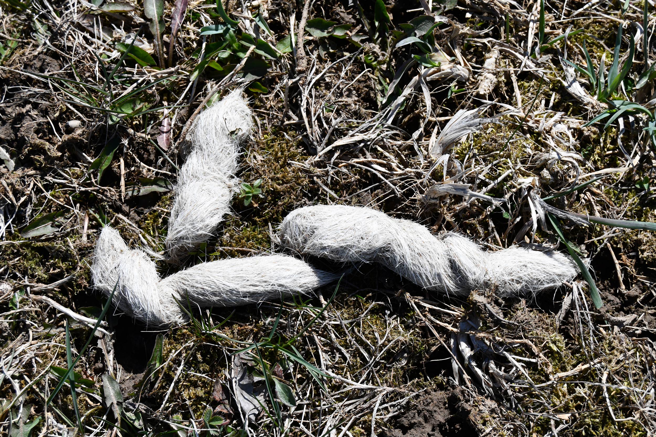 Coyote scat.