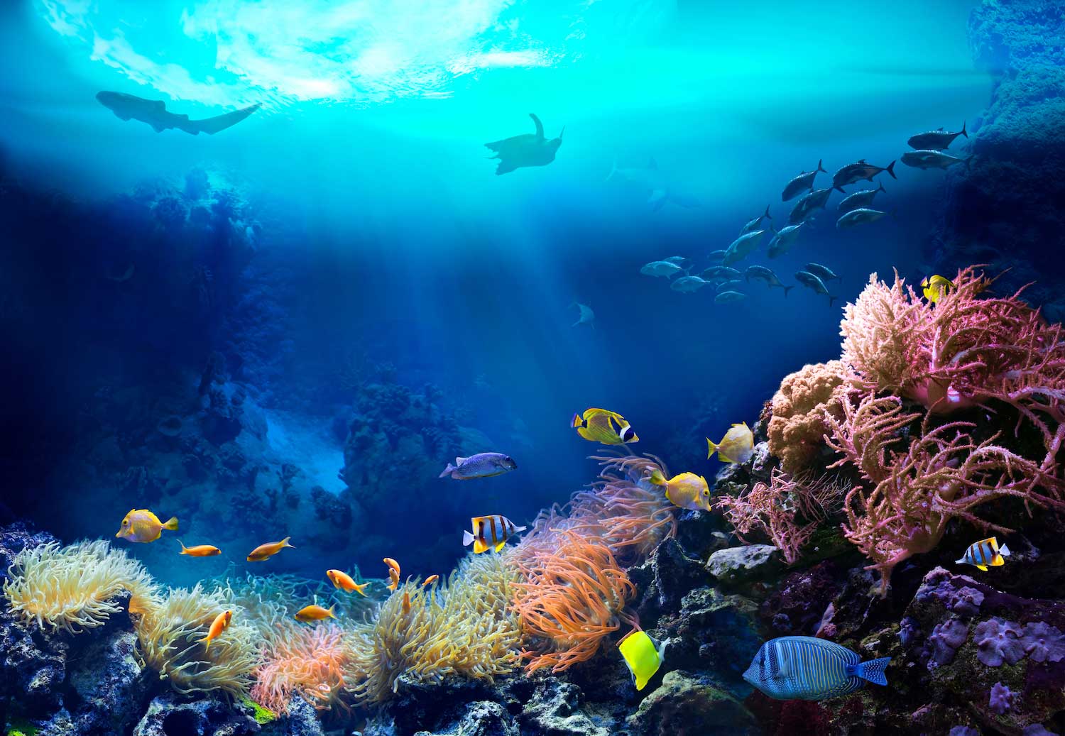 Fish swimming around a coral reef.