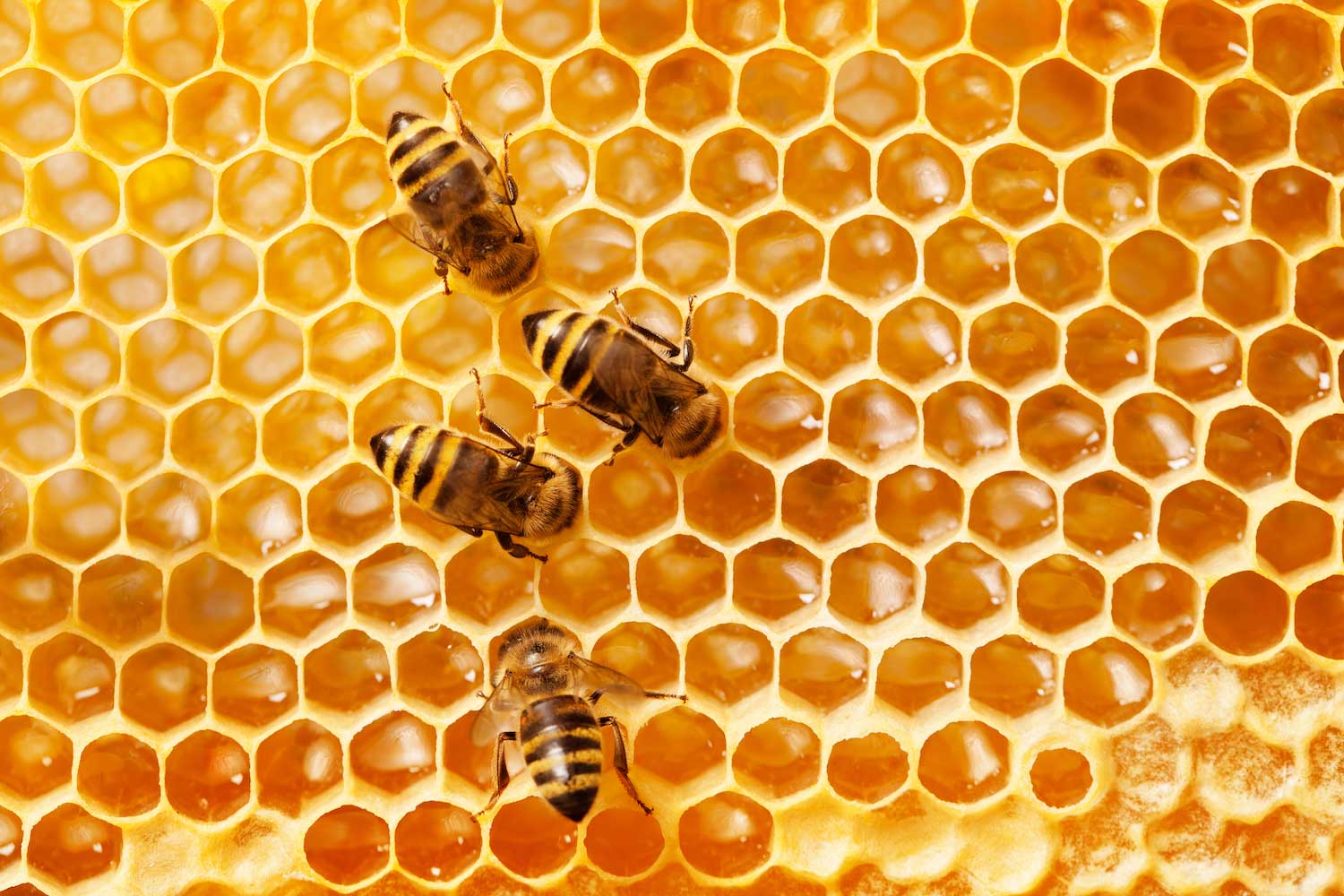 Honeybees on honeycomb.