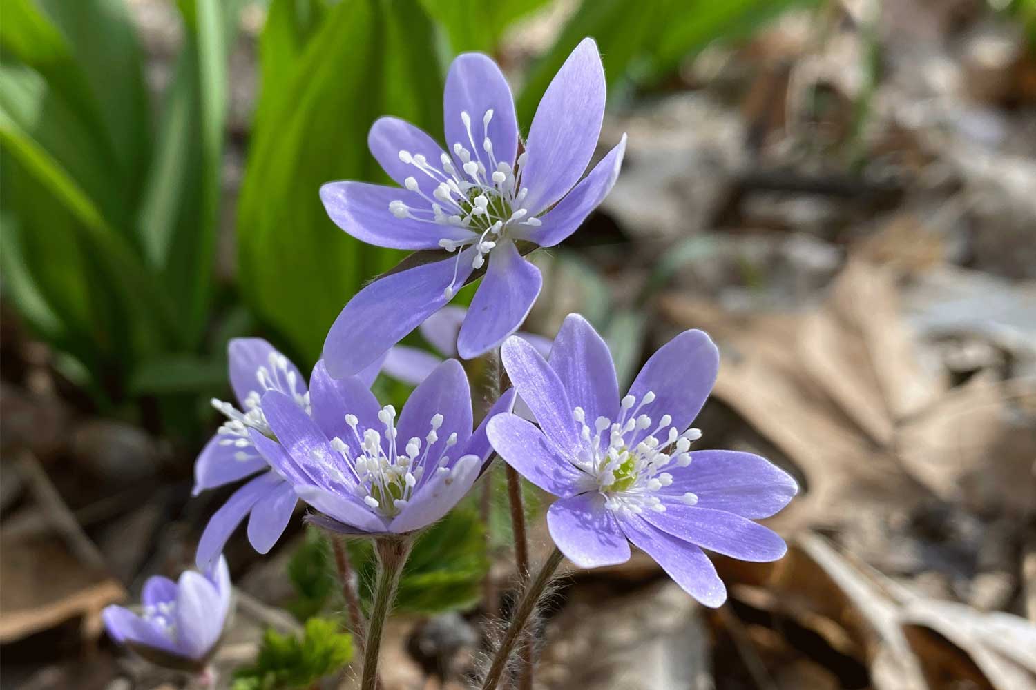 Hepatica blooms along a trail.