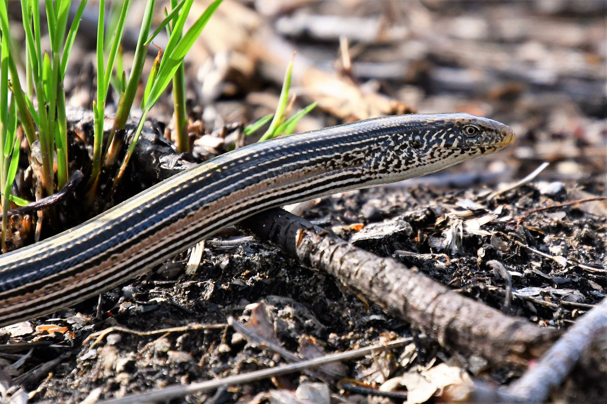 Glass lizard moving across a stick on ground