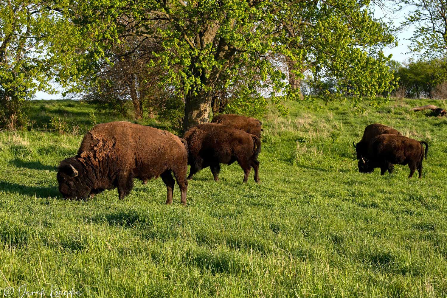 Bison on the prairie