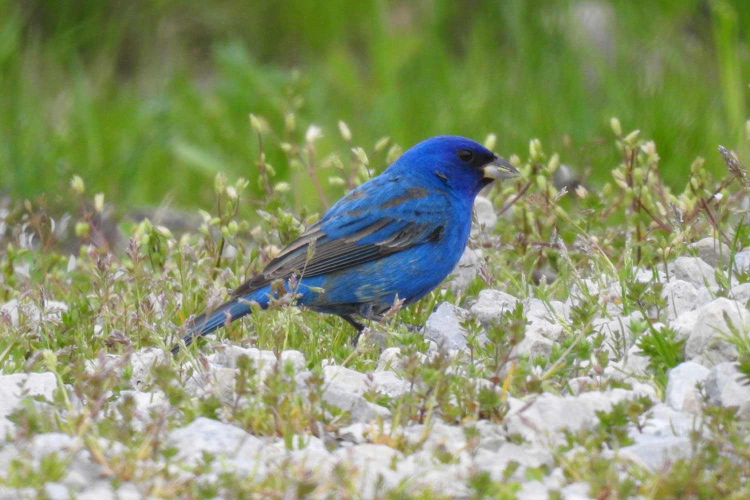Indigo bunting standing in grasses and other vegetation.