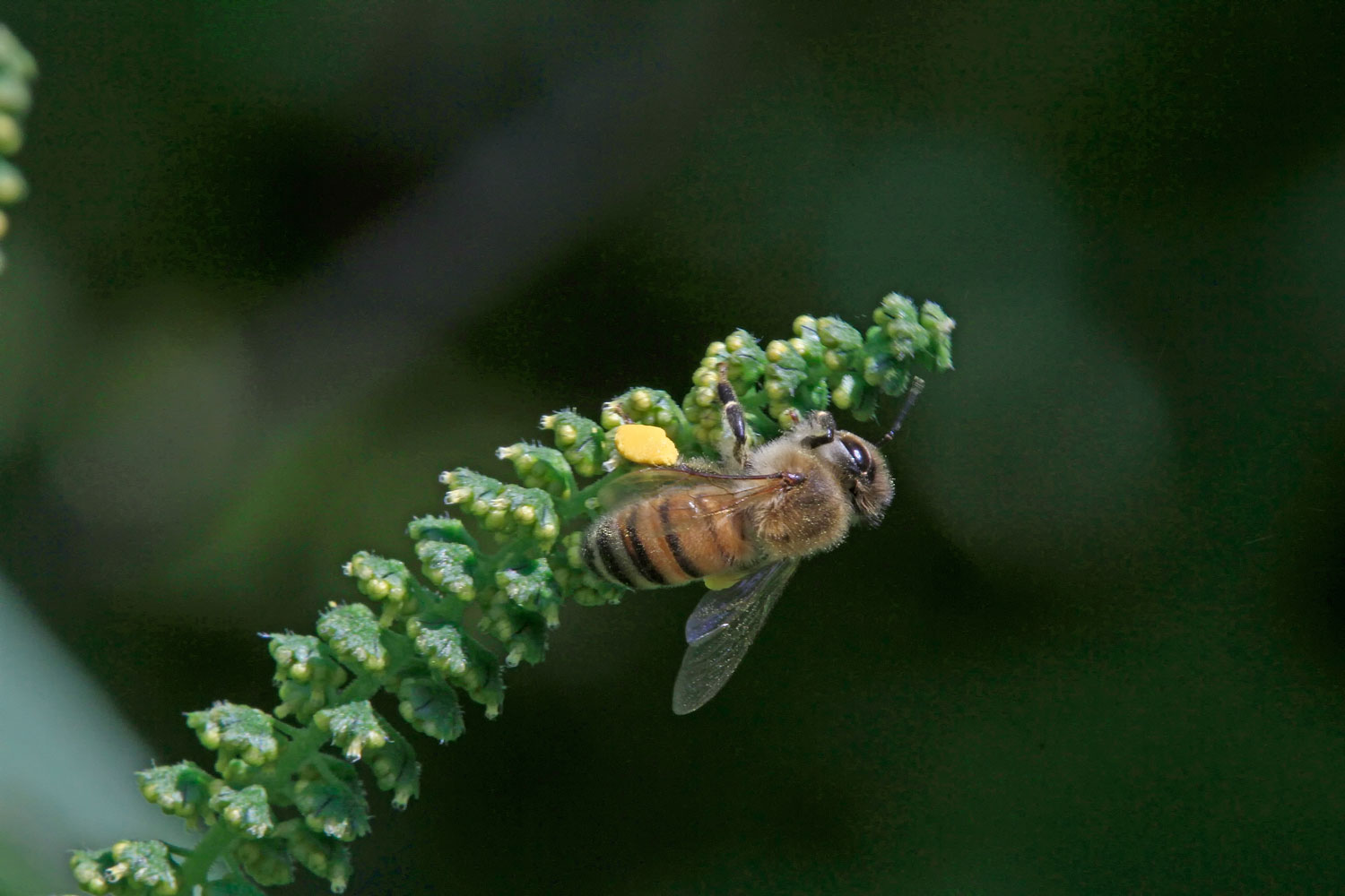 A bee on a plant