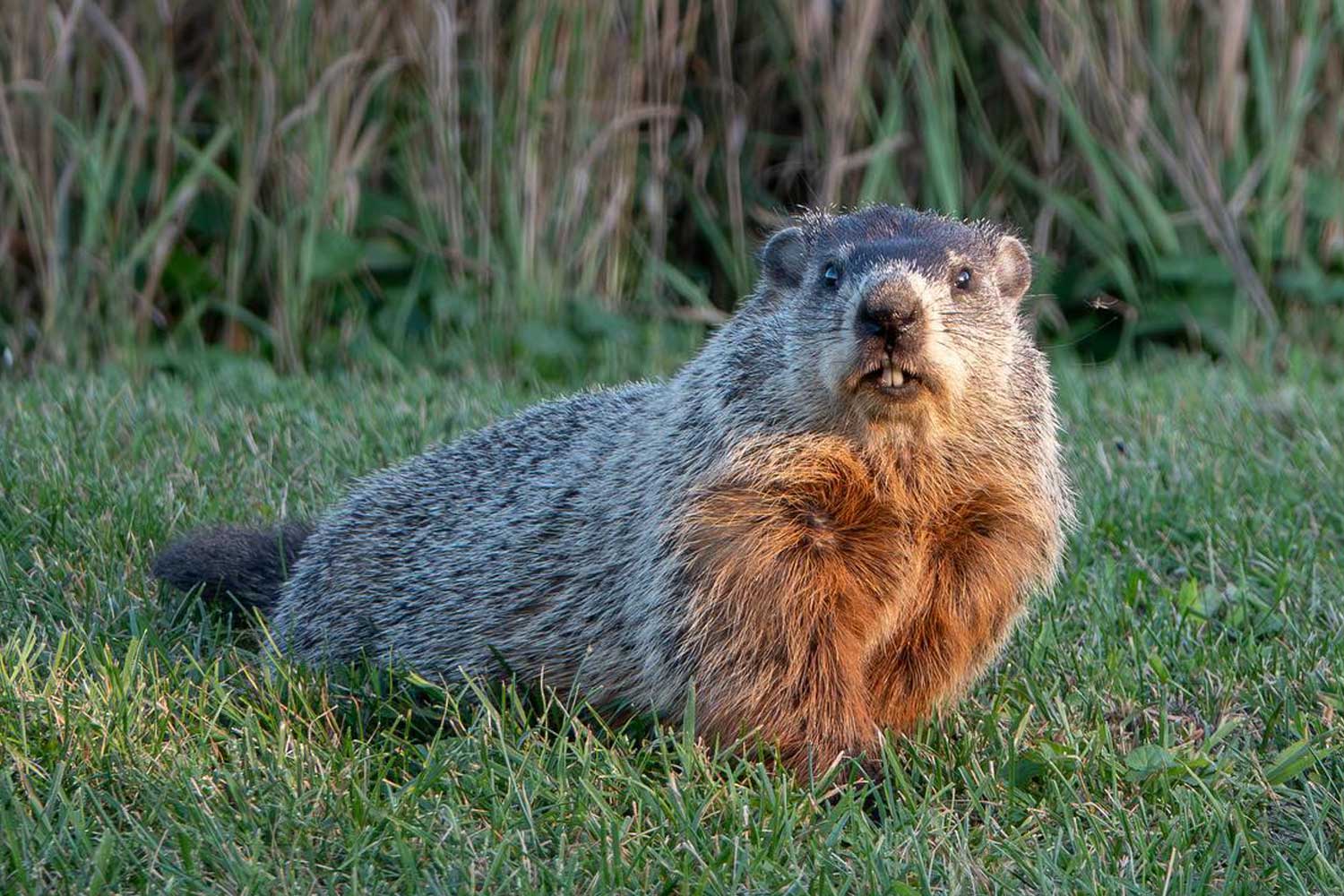 Groundhog standing in grass with vegetation in the background.