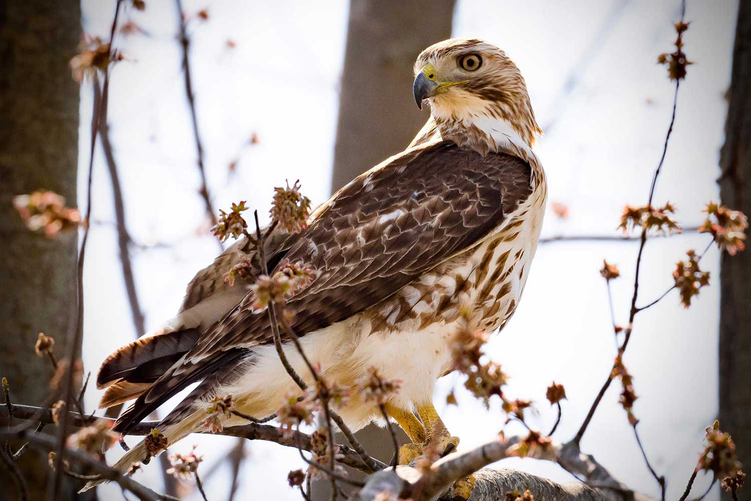 A red-tailed hawk perched on a branch with its head turned to look backward.
