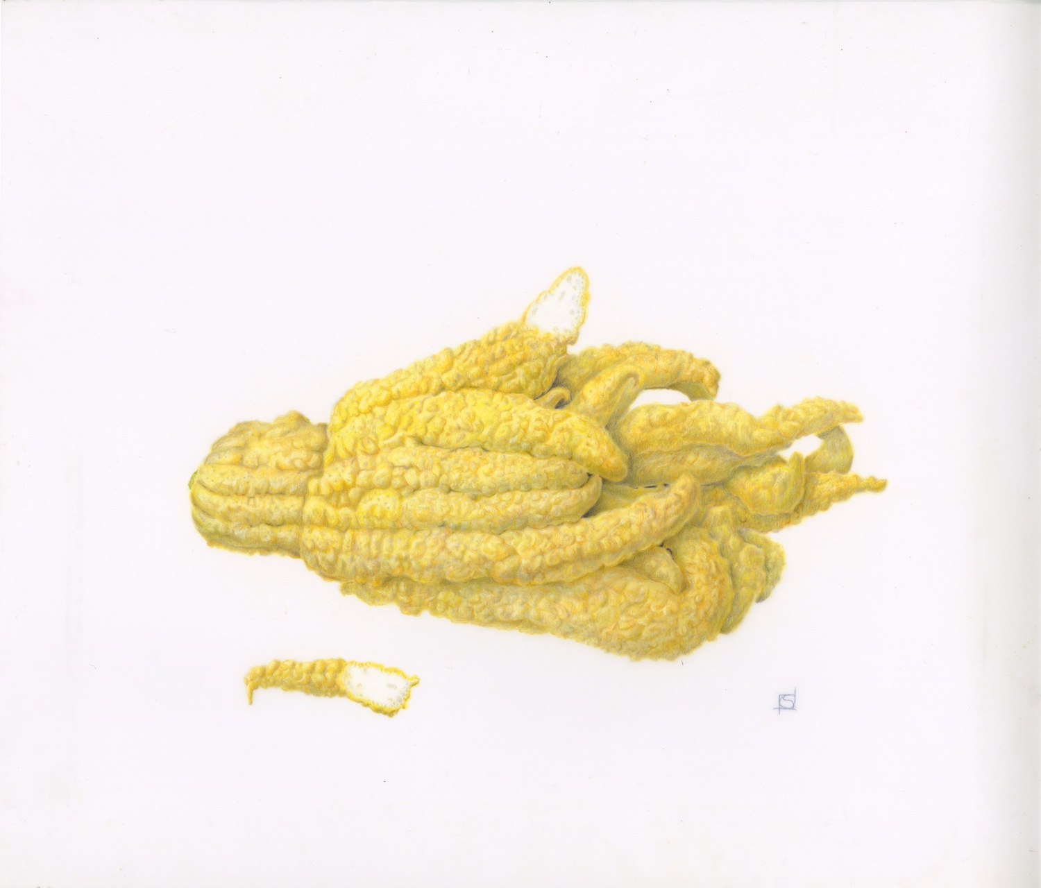 An illustration of a yellow squash.
