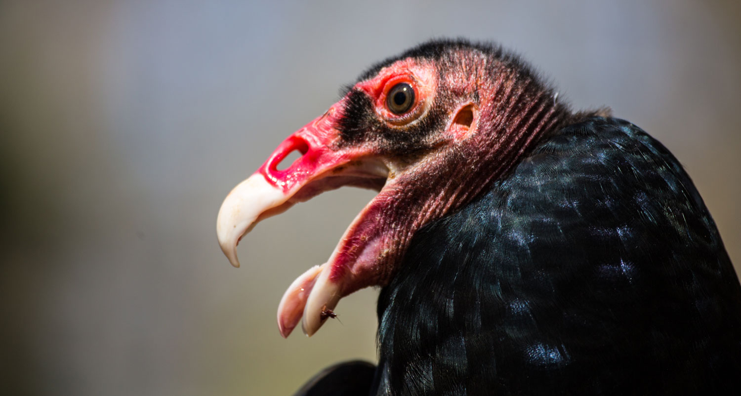 A profile view of a turkey vulture's head