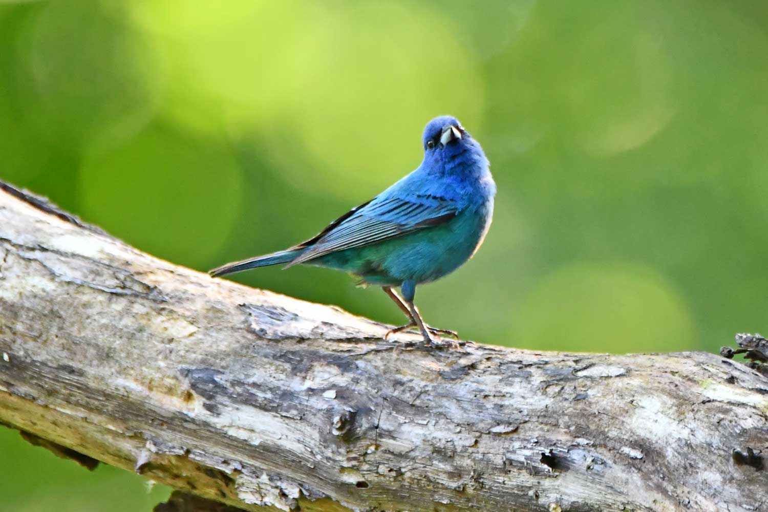 Indigo bunting perched on a branch with leaves in the background.