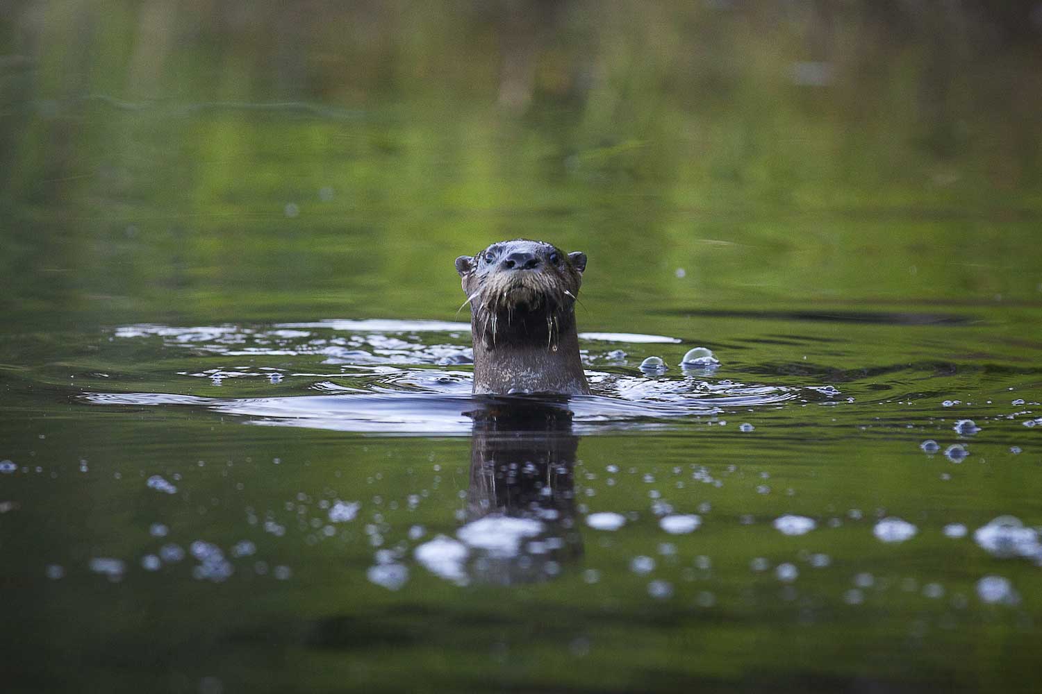 A river otter popping its head above the water's surface.