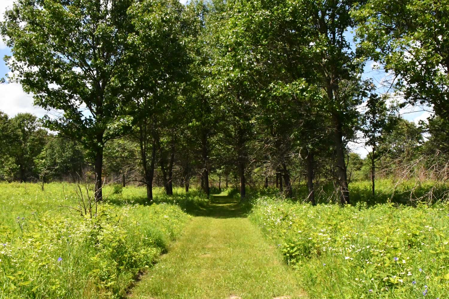 Grass trail lined by trees.