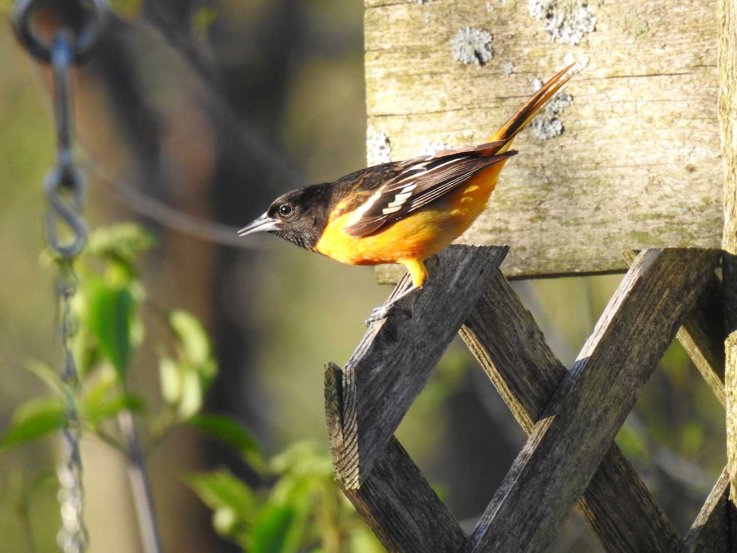 A Baltimore oriole perched atop a lattice.