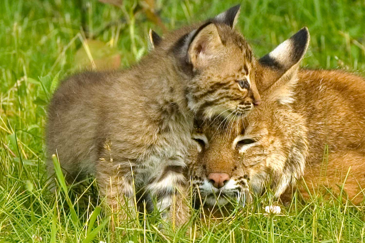 Bobcat with a bobcat kitten.