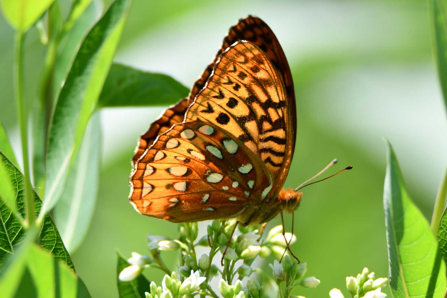 Great spangled fritillary butterfly on flower blooms.