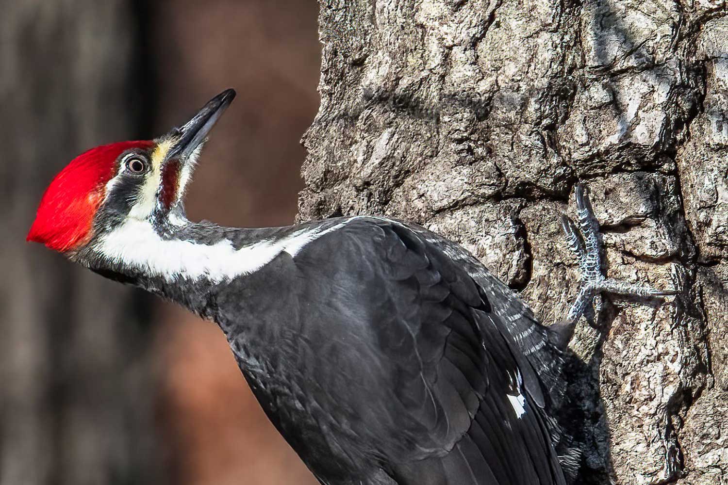 A pileated woodpecker on a tree trunk.