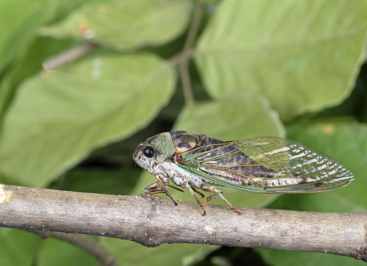 A cicada on a branch