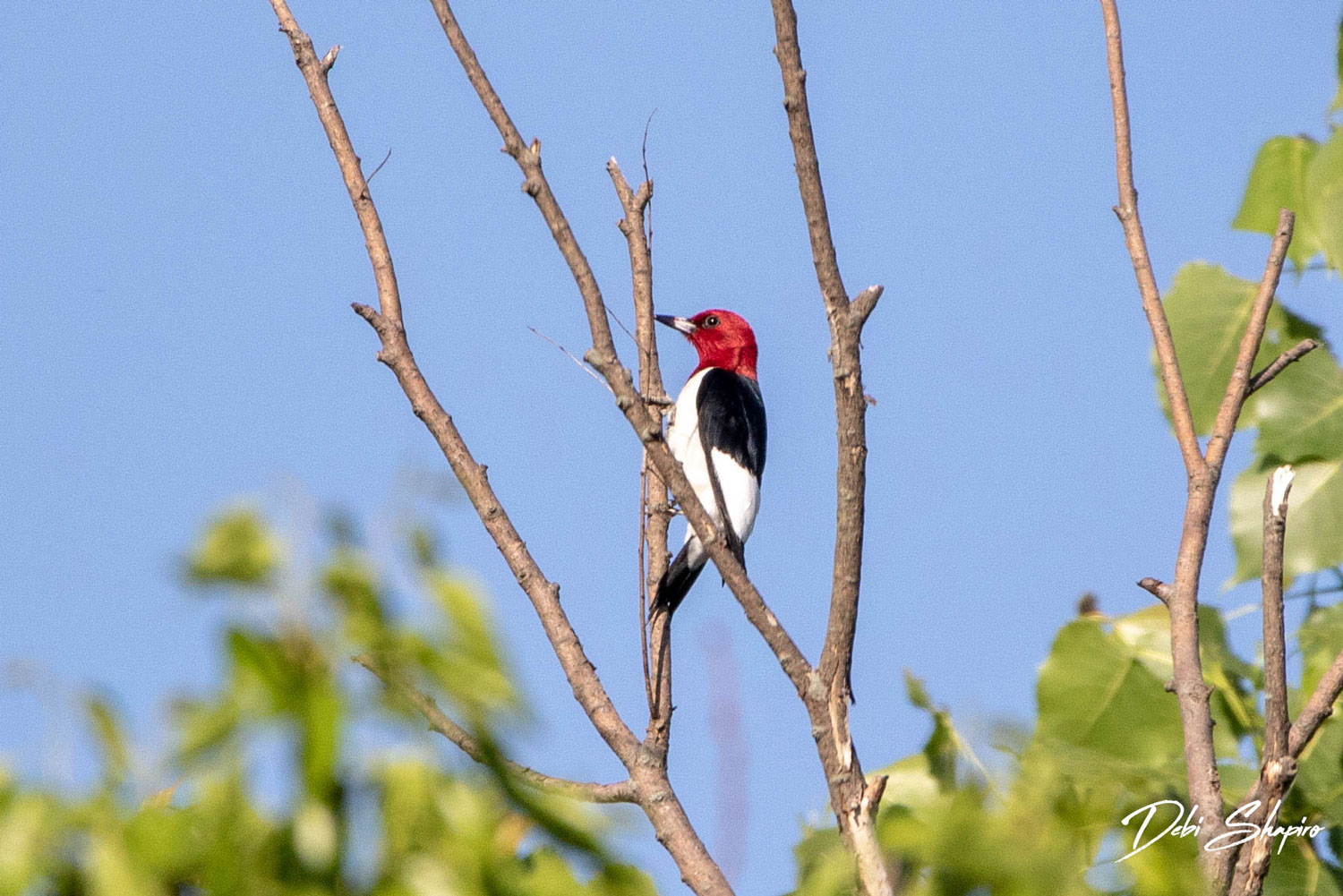 Red-headed woodpecker perched on a branch