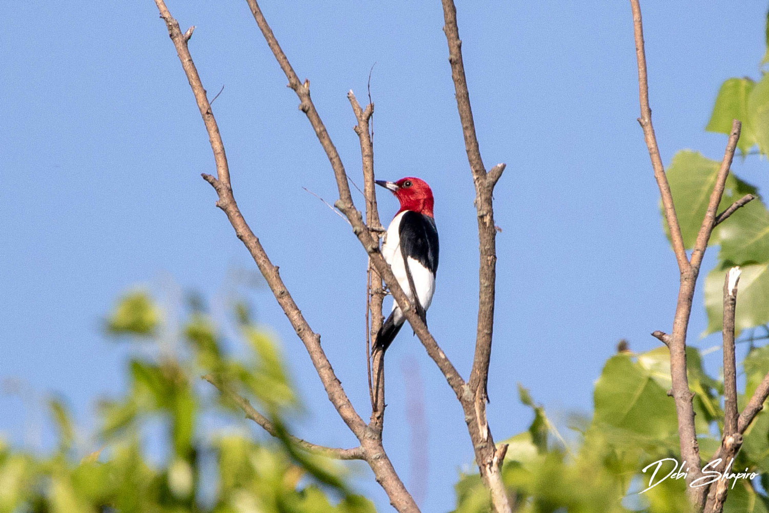 Red-headed woodpecker perched on a branch