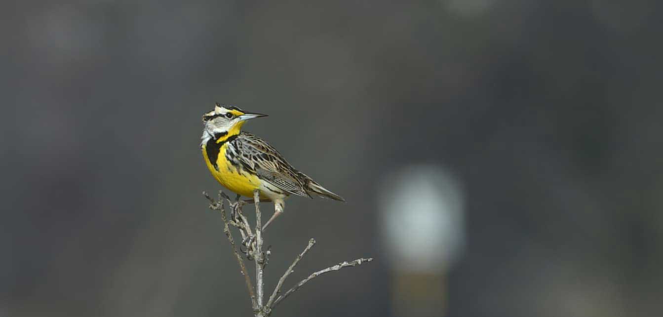 An eastern meadowlark perching on brown vegetation.