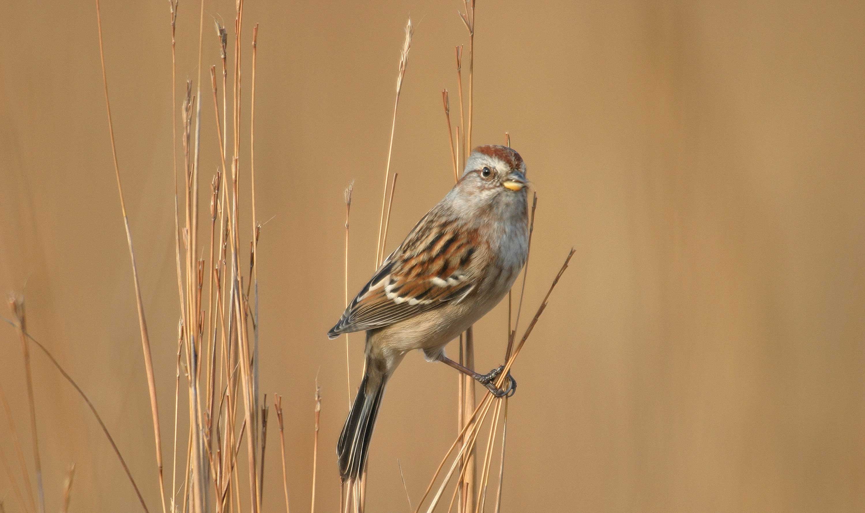 Tree sparrow on a stem.